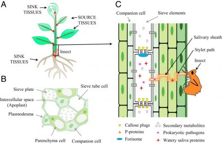 Plantae | Perspective: Challenging battles of plants with phloem ...