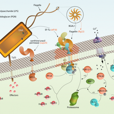 Mechanistic basis for the activation of membrane receptor kinases by ...