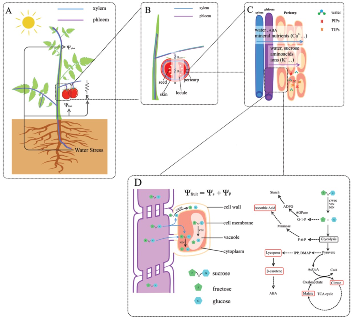 Plantae | Review: Tomato fruit water accumulation and solute metabolism ...