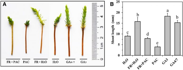 Far-Red Light And Gibberellin Signaling In Pine | Plantae