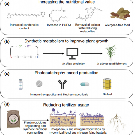 Plantae | Biofortification of field-grown cassava by engineering ...