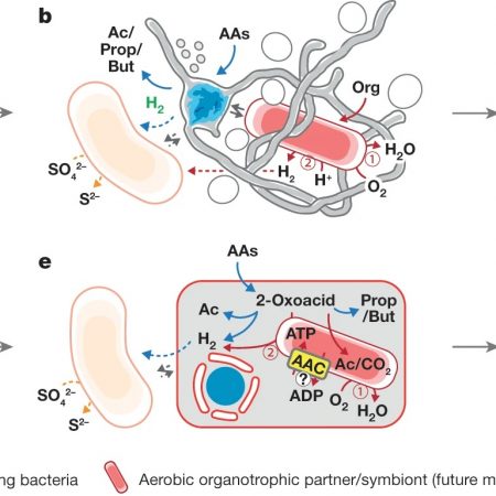 Plantae | Genomes of subaerial Zygnematophyceae provide insights into ...