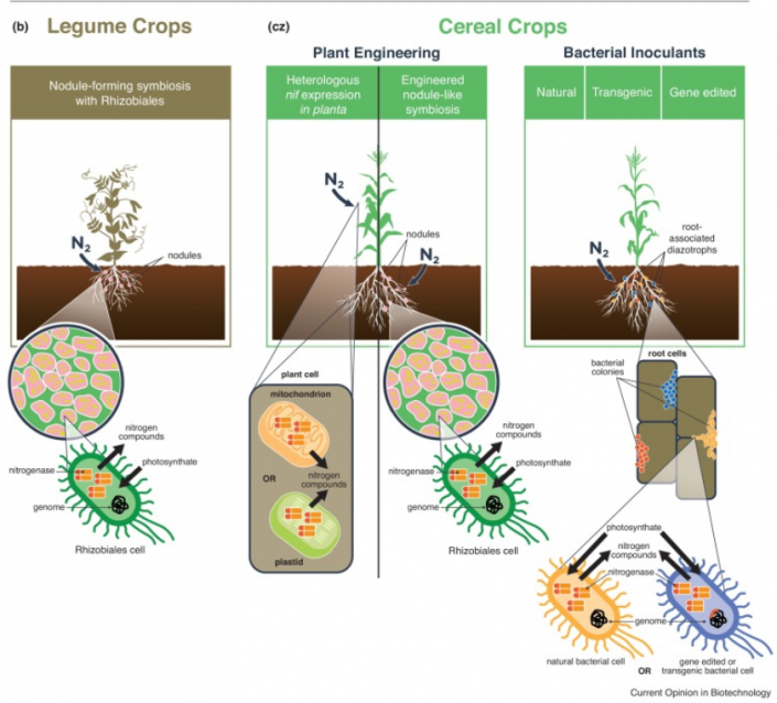 Review: Harnessing atmospheric nitrogen for cereal crop production ...