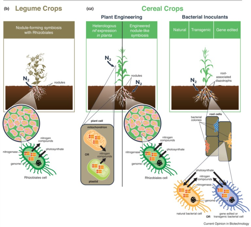 plantae-review-harnessing-atmospheric-nitrogen-for-cereal-crop