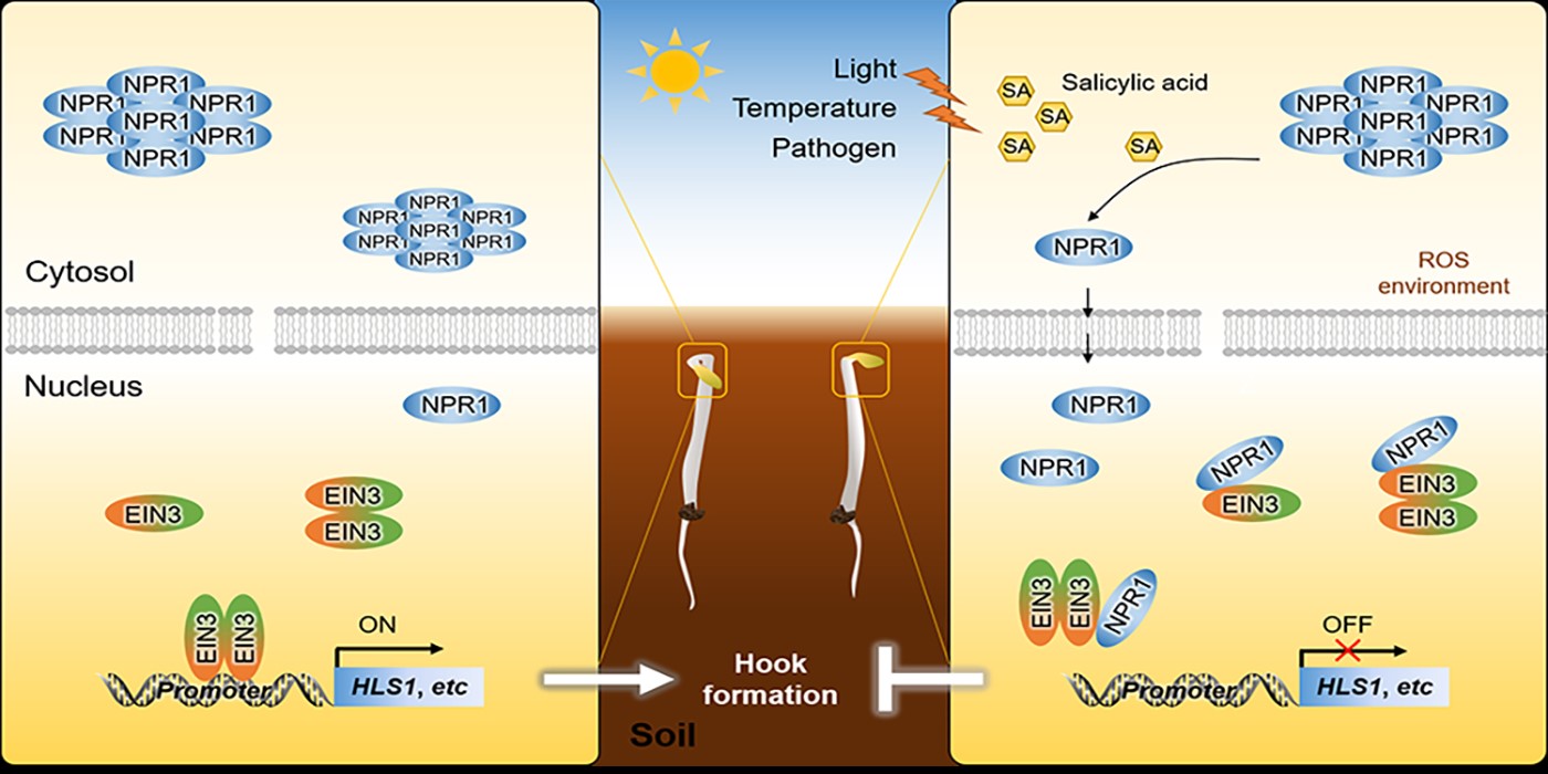 Salicylic Acid in Hook Development Communication with Ethylene Plantae