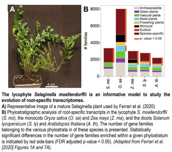 Know Your Roots: A Transcriptomic Exploration of Key Life History ...