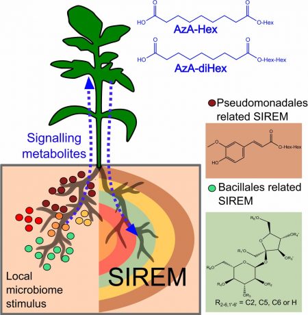 Rhizosphere Microbiome Mediates Systemic Root Metabolite Exudation ...