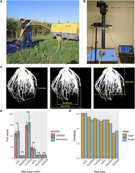 plantae-shared-genetic-control-of-root-traits-across-taxa-plantae