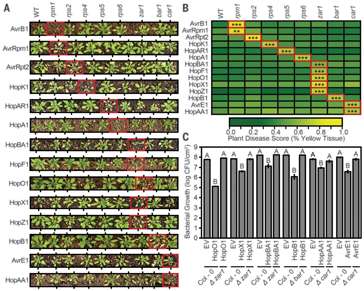 The pan-genome effector-triggered immunity landscape (Science) | Plantae