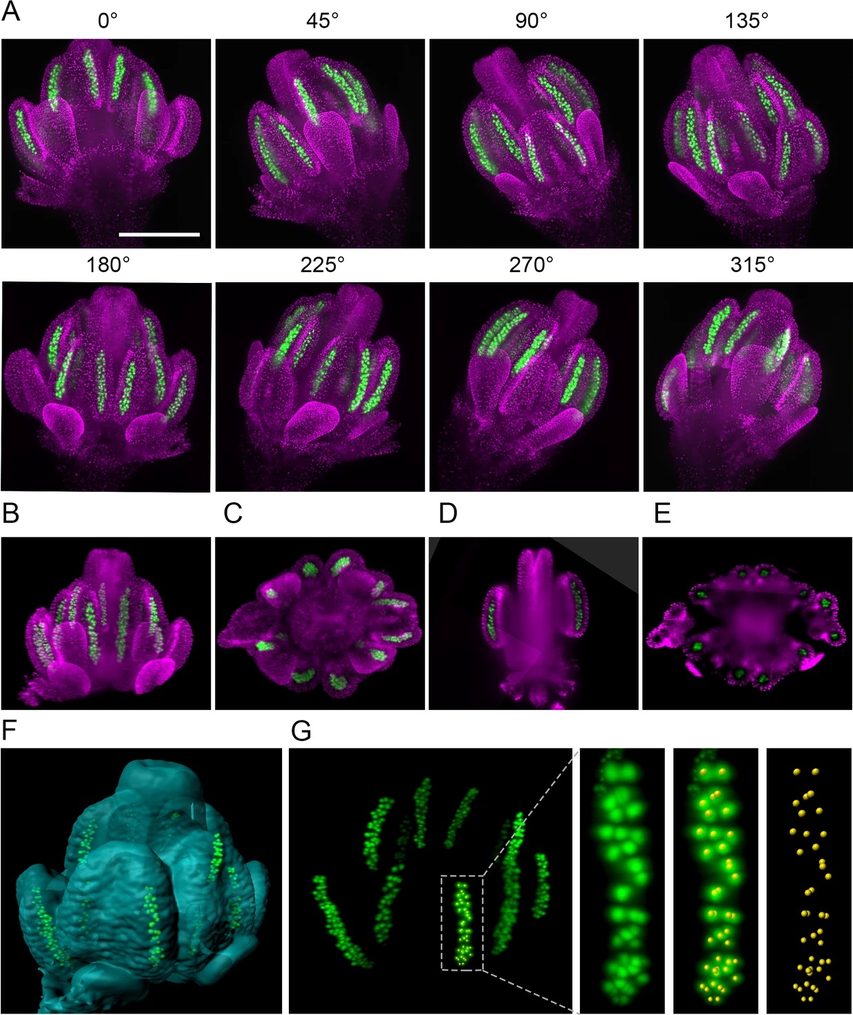 Imaging plant germline differentiation within Arabidopsis flowers by