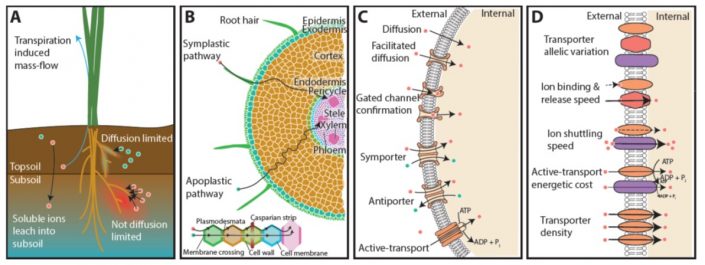 Review: Targeting Root Ion Uptake Kinetics To Increase Plant ...