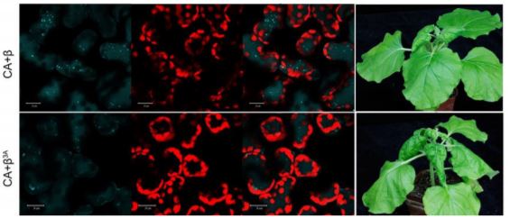 Plantae The Case Of Virus Induced Plant Autophagy Cui Bono Plantae