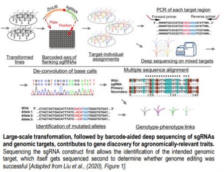 A Roadmap Toward Large-Scale Genome Editing in Crops | Plantae