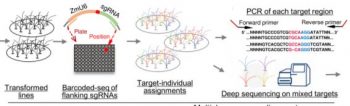 A Roadmap Toward Large-scale Genome Editing In Crops 