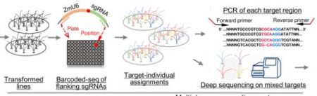 A Roadmap Toward Large-Scale Genome Editing in Crops | Plantae