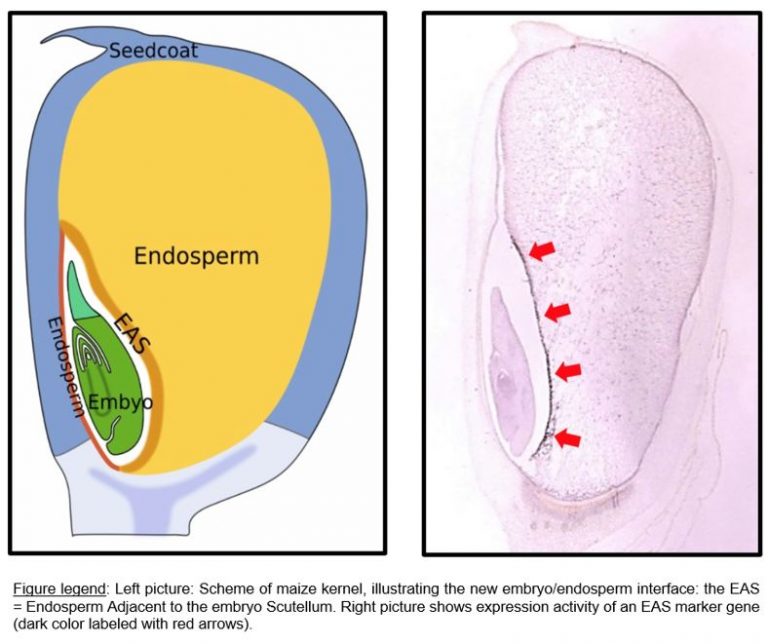Family dynamics within the seed Identification of new cell types in
