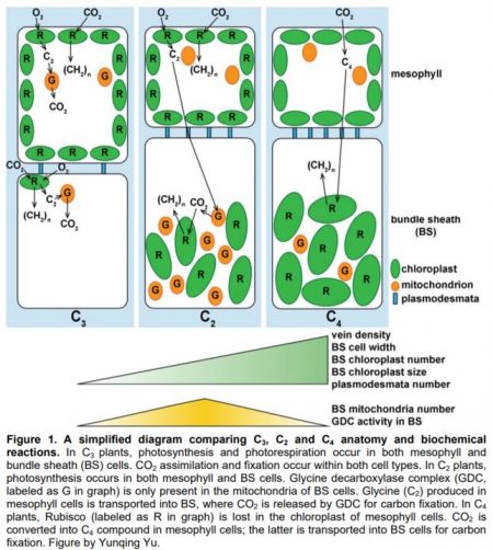 Paving the way for C4 evolution: study of C3-C4 intermediate species in ...