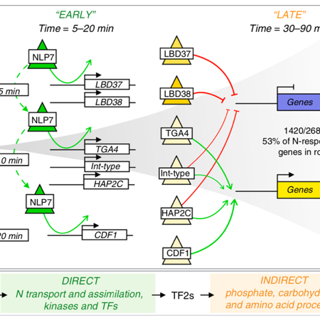 Plantae | Biosynthesis of the nitrogenase active-site cofactor ...