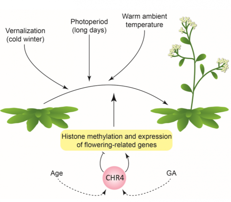 Plantae | Roles for CHROMATIN REMODELING 4 in Arabidopsis floral ...