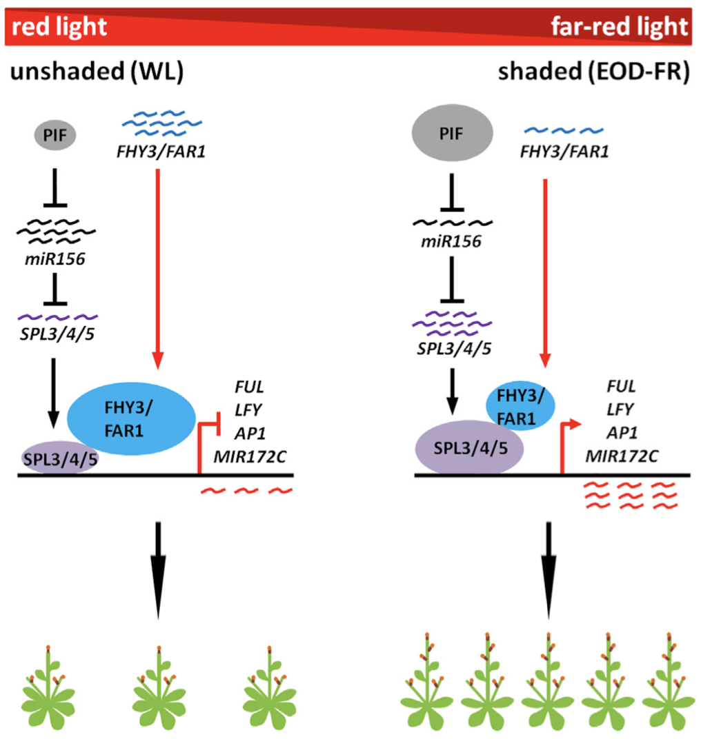 Integration of light signaling with endogenous developmental pathway to