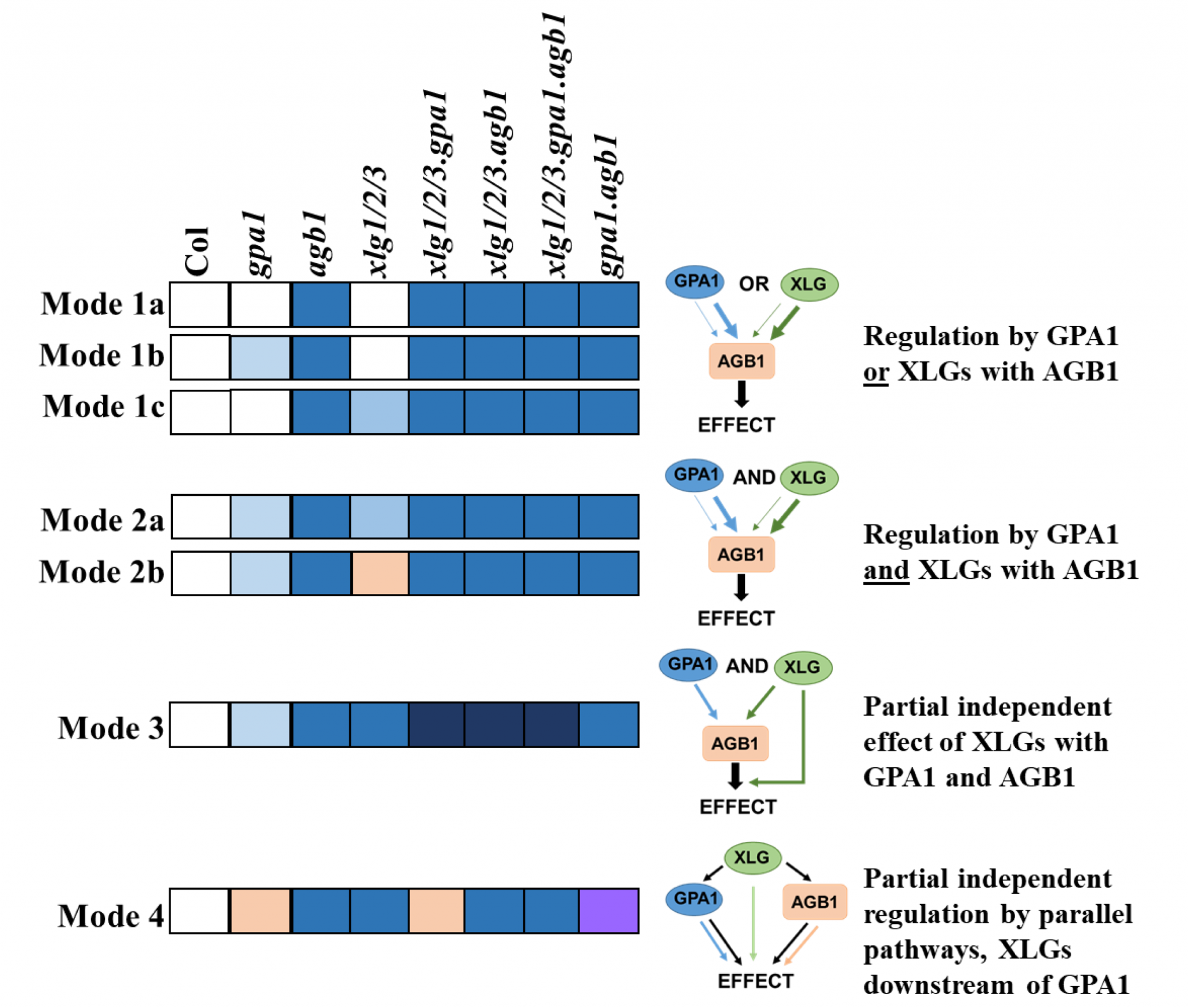 Plantae Phenome analysis in multiple combinations of Gprotein alpha