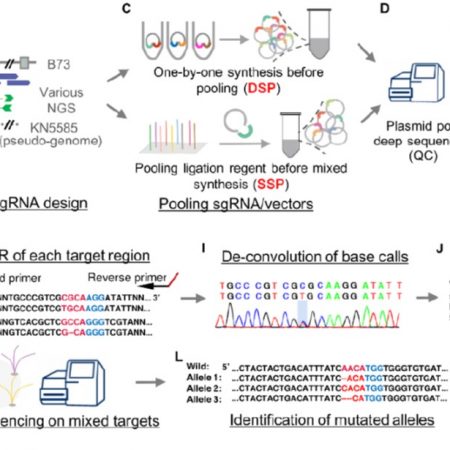 Plantae | Highly efficient DNA-free plant genome editing using virally ...