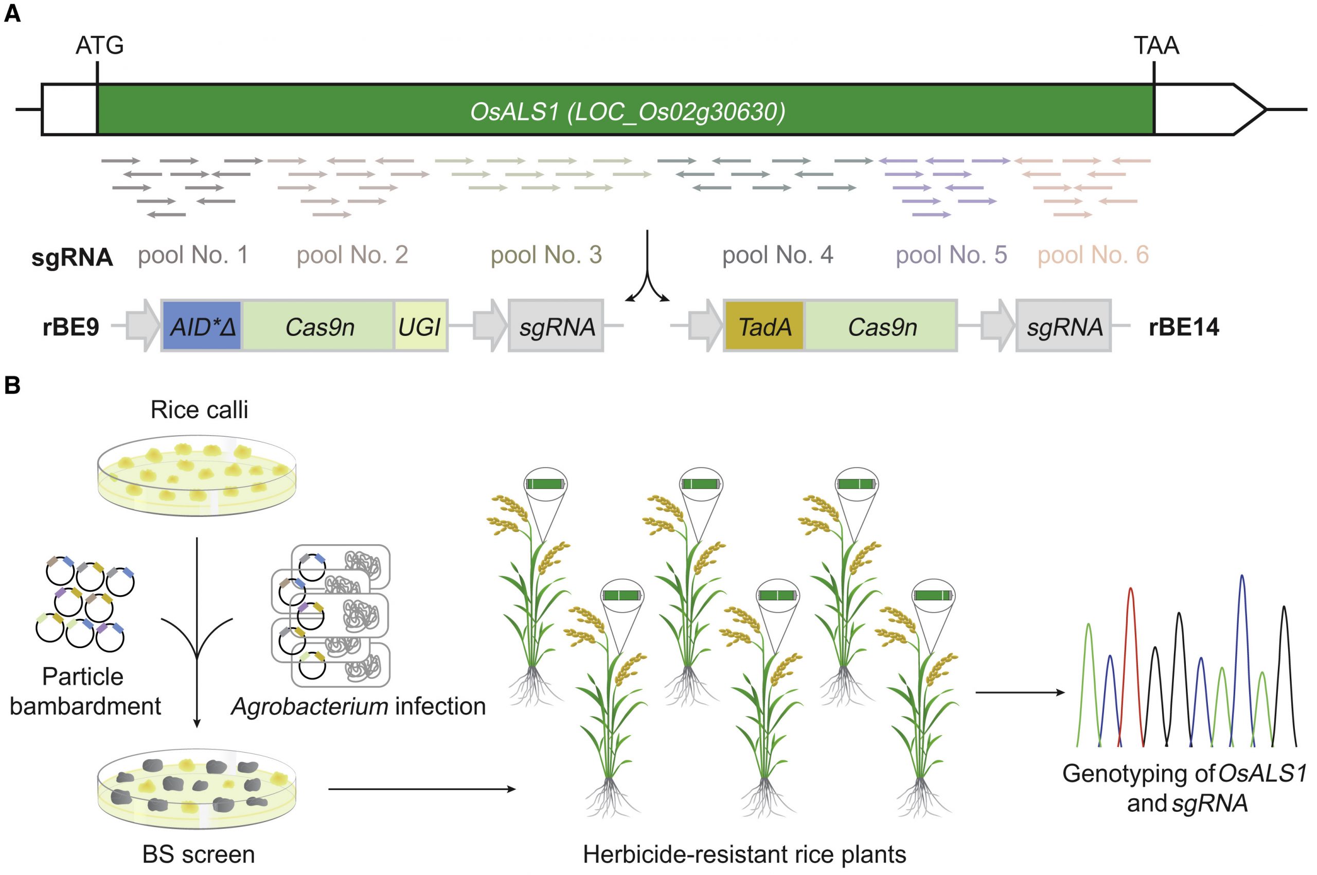 Plantae | Base-editing-mediated artificial evolution of OsALS1 in