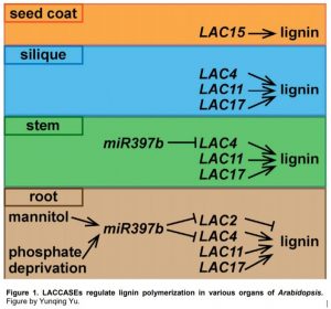 Plantae Laccase2 Negatively Regulates Lignin Deposition Of Arabidopsis Roots Plantae