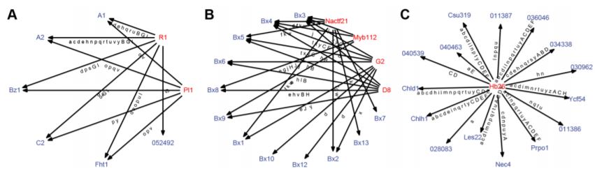 Drawing in the Net: Forty-Five Maize Gene Regulatory Networks from Over ...