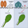 AT hook Transcription Factors Restrict Petiole Elongation By Inhibiting at-hook-transcription-factors-restrict-petiole-elongation-by-inhibiting