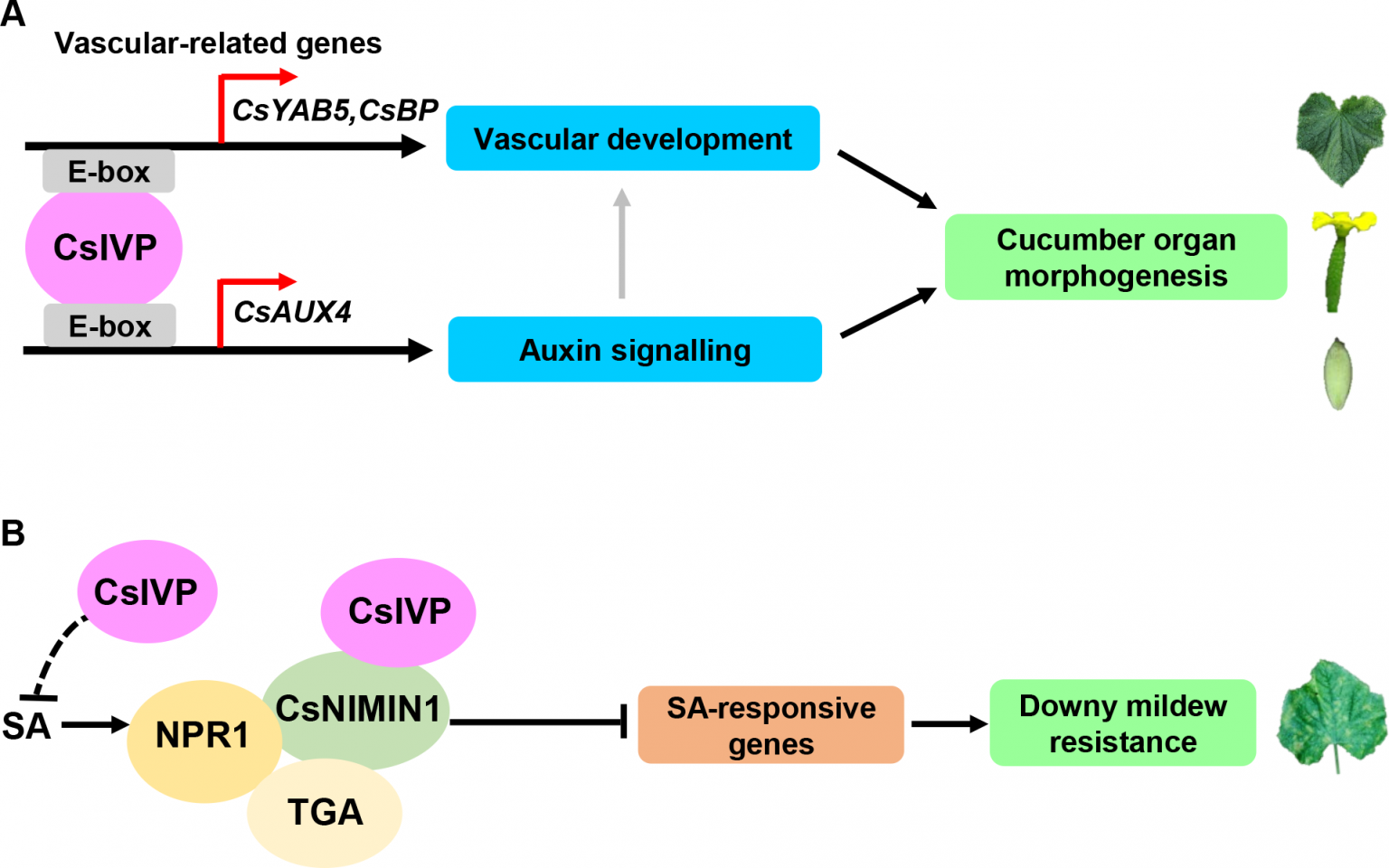 Plantae CsIVP Functions In Vasculature Development And Downy Mildew 