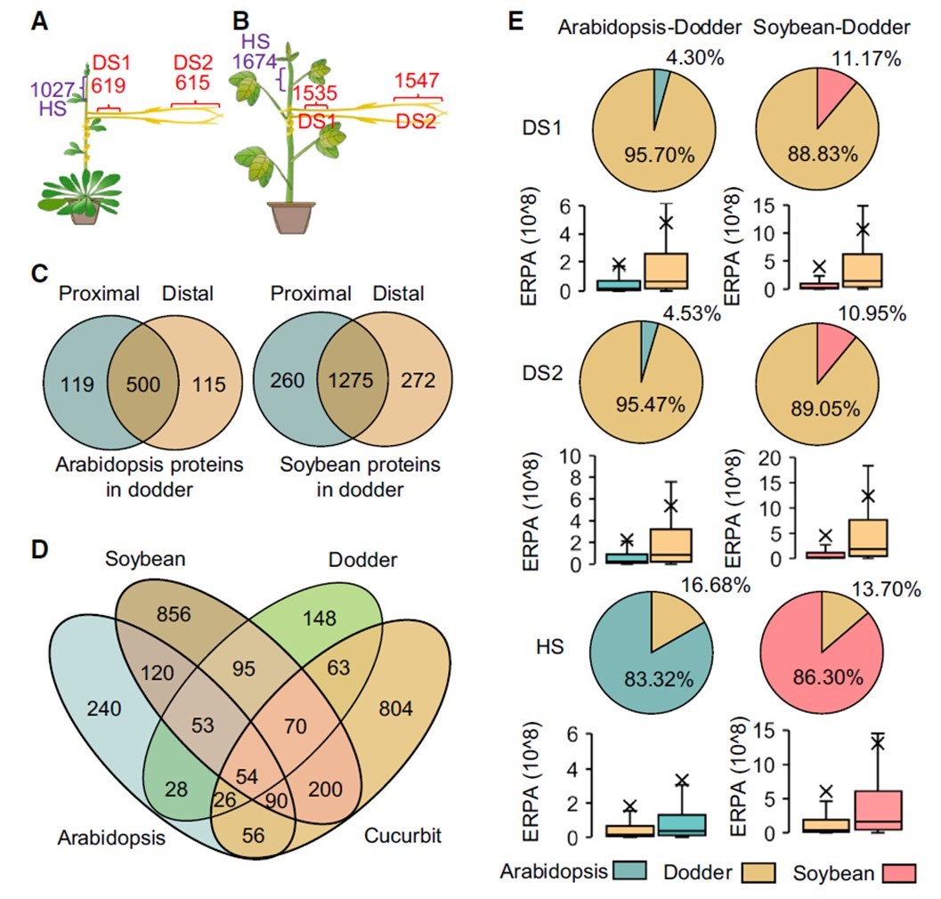 Extensive interplant protein transfer between Cuscuta parasites and
