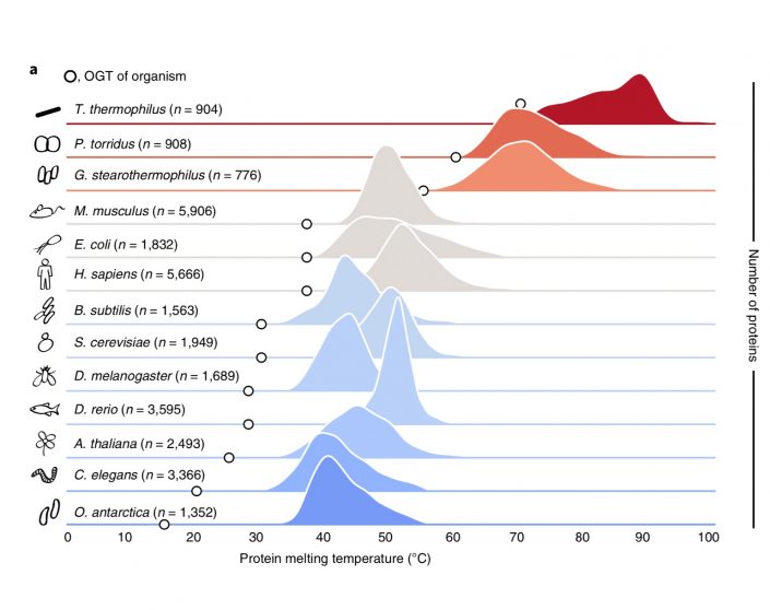 Meltome atlas revealing protein thermal stability across the tree of