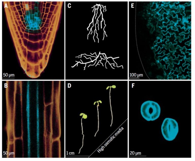 Reviews The Physiology Of Plant Responses To Drought And Forests And Drought Science Reviews The Physiology Of Plant Responses To Drought And Forests And Drought Science