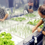 Image of Raymond Wheeler working with Plants in a laboratory setting