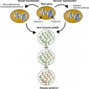 Review: Evolution of virulence in rust fungi — multiple solutions to ...