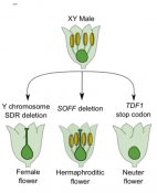 Sex chromosome evolution in asparagus (Plant Cell) | Plantae