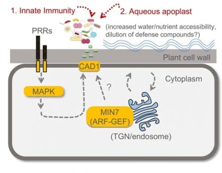 Plantae | Plant Science Research Weekly: April 24th | Plantae