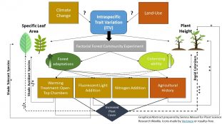 Individualistic Responses Of Forest Herb Traits To Environmental Change ...