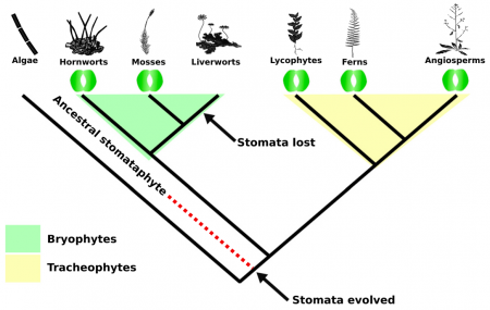 Phylogenomic evidence for reductive evolution of stomata (Curr. Biol ...