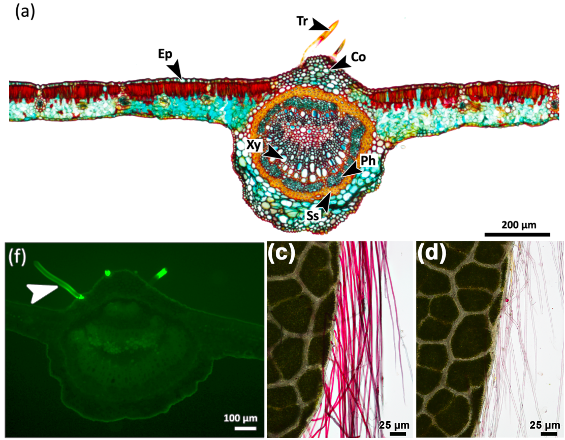 Plant Science Research Weekly: April 24th | Plantae