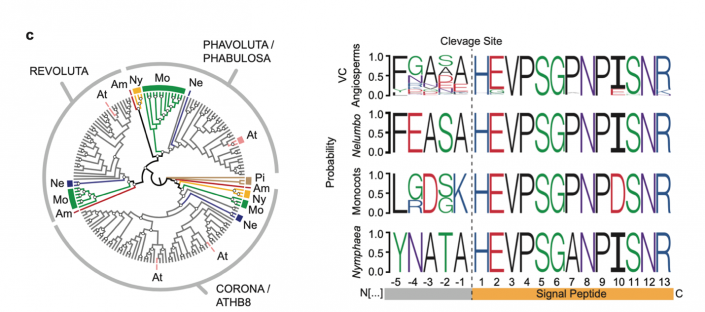 Plantae | Plant Science Research Weekly: April 3rd | Plantae