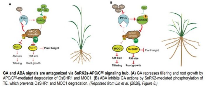 APC/CTE Shapes Rice Architecture from Top to Bottom | Plantae