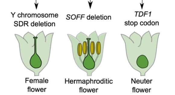 Less Than 1mb Sex Video - Plantae | Y keep your X? Insights into the genetic basis of plant sex  chromosome evolution | Plantae