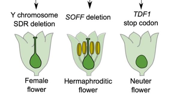 Plantae Y Keep Your X Insights Into The Genetic Basis Of Plant Sex