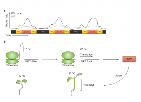 An RNA Thermoswitch Regulates Daytime Growth In Arabidopsis (Nature ...