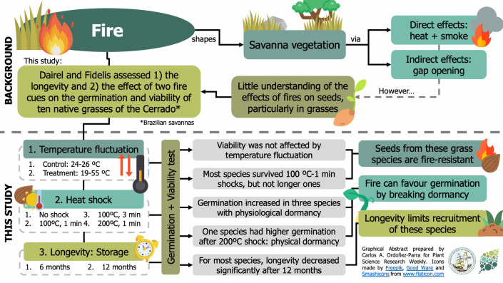 plantae-how-does-fire-affect-germination-of-grasses-in-the-cerrado