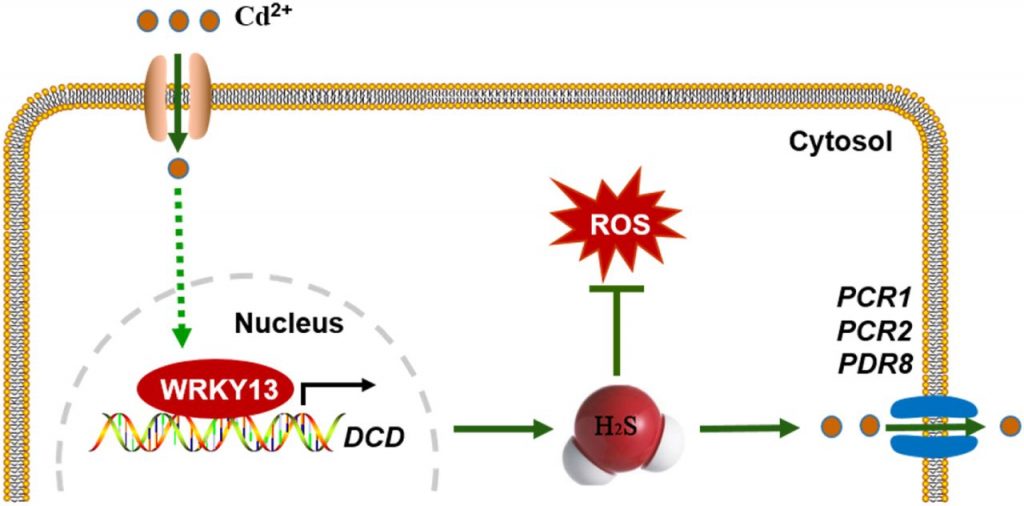 Hydrogen Sulfide and Cadmium Stress Plantae