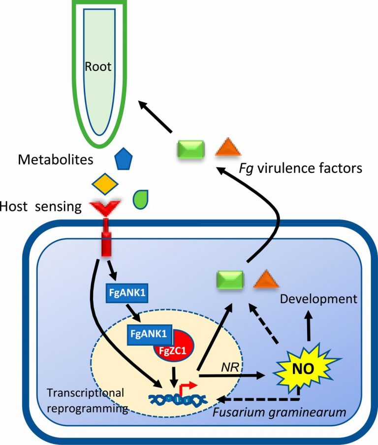 Mechanistic insights into host perception by a fungal pathogen (PNAS