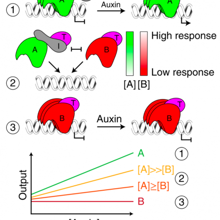 A handshake between auxin and gibberellin in the cambium | Plantae